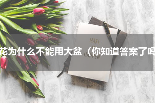 养花为什么不能用大盆（你知道答案了吗）