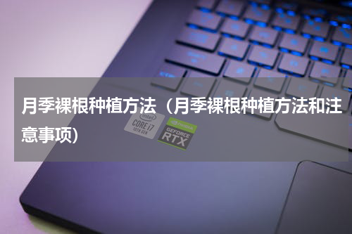 月季裸根种植方法（月季裸根种植方法和注意事项）