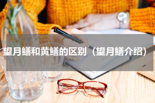 望月鳝和黄鳝的区别（望月鳝介绍）