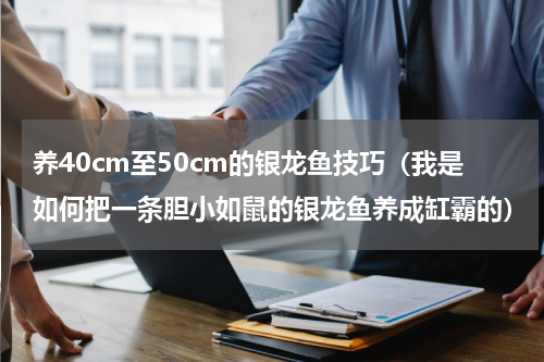 养40cm至50cm的银龙鱼技巧（我是如何把一条胆小如鼠的银龙鱼养成缸霸的）