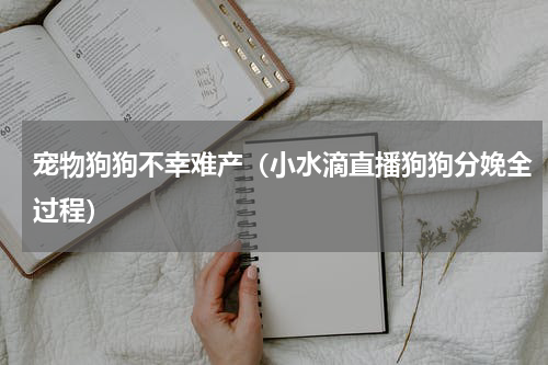 宠物狗狗不幸难产（小水滴直播狗狗分娩全过程）