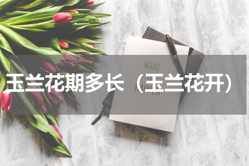 玉兰花期多长（玉兰花开）