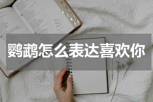 鹦鹉怎么表达喜欢你