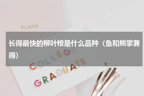 长得最快的柳叶桉是什么品种（鱼和熊掌兼得）