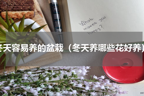 冬天容易养的盆栽（冬天养哪些花好养）
