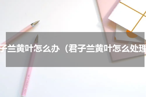君子兰黄叶怎么办（君子兰黄叶怎么处理）
