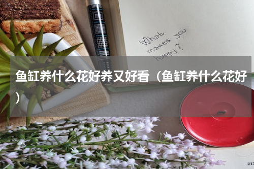 鱼缸养什么花好养又好看（鱼缸养什么花好）