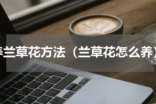 养兰草花方法（兰草花怎么养）