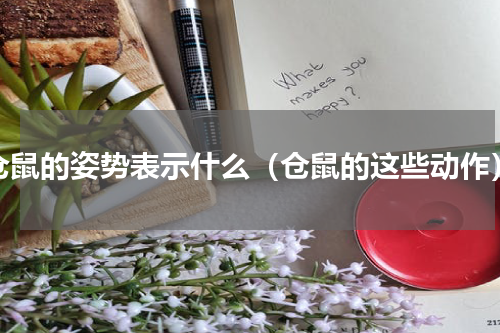 仓鼠的姿势表示什么（仓鼠的这些动作）