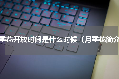 月季花开放时间是什么时候（月季花简介）