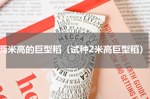 两米高的巨型稻（试种2米高巨型稻）