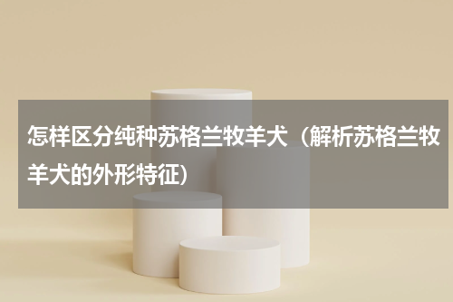 怎样区分纯种苏格兰牧羊犬（解析苏格兰牧羊犬的外形特征）