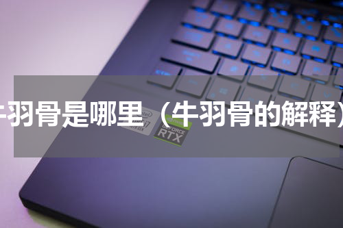 牛羽骨是哪里（牛羽骨的解释）