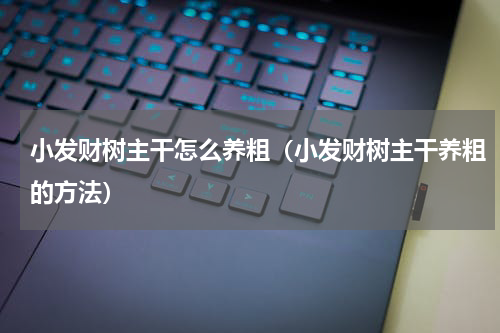 小发财树主干怎么养粗（小发财树主干养粗的方法）