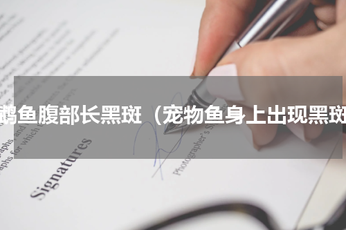 鹦鹉鱼腹部长黑斑（宠物鱼身上出现黑斑）