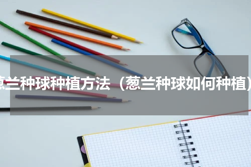 葱兰种球种植方法（葱兰种球如何种植）