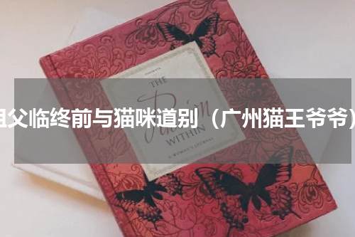 祖父临终前与猫咪道别（广州猫王爷爷）