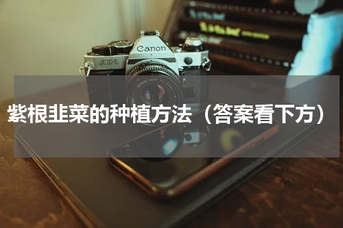 紫根韭菜的种植方法（答案看下方）