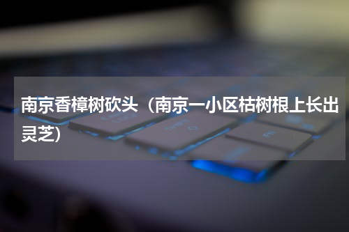 南京香樟树砍头（南京一小区枯树根上长出灵芝）