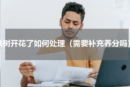 铁树开花了如何处理（需要补充养分吗）