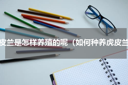 虎皮兰是怎样养殖的呢（如何种养虎皮兰）