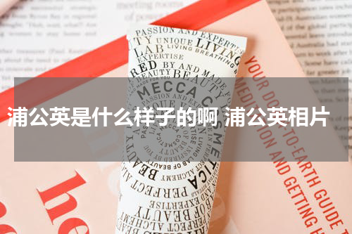 浦公英是什么样子的啊 浦公英相片
