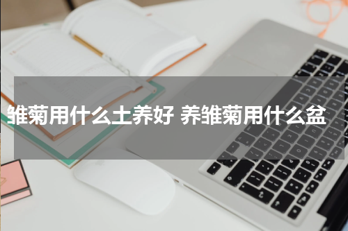雏菊用什么土养好 养雏菊用什么盆
