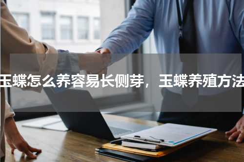 玉蝶怎么养容易长侧芽，玉蝶养殖方法