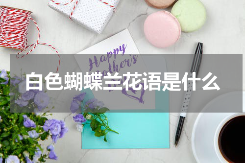 白色蝴蝶兰花语是什么