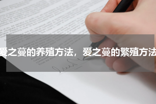 爱之蔓的养殖方法，爱之蔓的繁殖方法