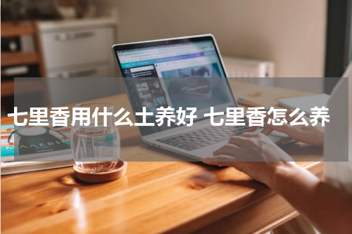 七里香用什么土养好 七里香怎么养