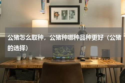 公猪怎么取种，公猪种哪种品种更好（公猪的选择）