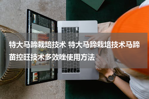 特大马蹄栽培技术 特大马蹄栽培技术马蹄苗控旺技术多效唑使用方法
