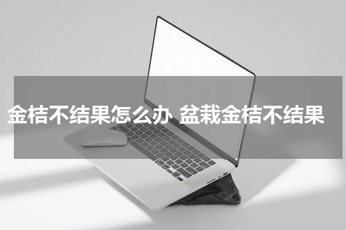 金桔不结果怎么办 盆栽金桔不结果