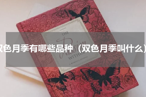 双色月季有哪些品种（双色月季叫什么）