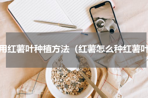 菜用红薯叶种植方法（红薯怎么种红薯叶）