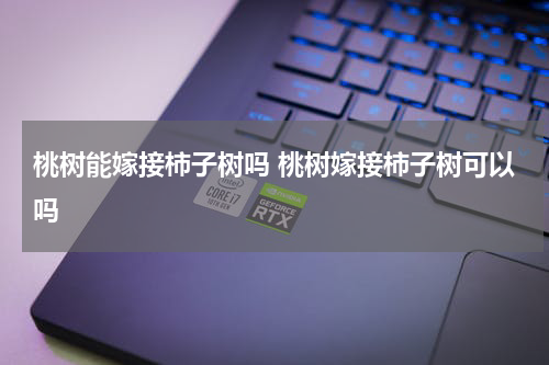 桃树能嫁接柿子树吗 桃树嫁接柿子树可以吗