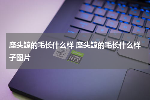 座头鲸的毛长什么样 座头鲸的毛长什么样子图片
