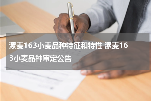 漯麦163小麦品种特征和特性 漯麦163小麦品种审定公告