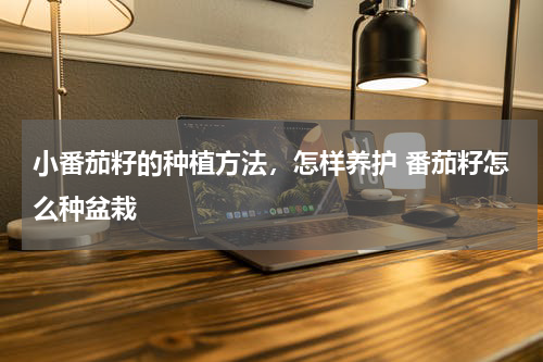 小番茄籽的种植方法，怎样养护 番茄籽怎么种盆栽