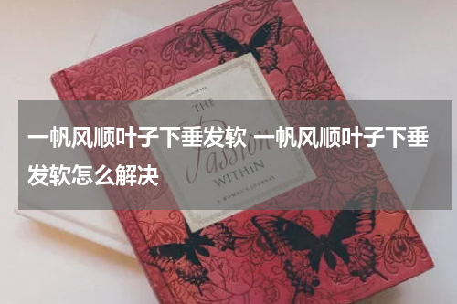 一帆风顺叶子下垂发软 一帆风顺叶子下垂发软怎么解决