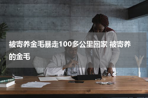 被寄养金毛暴走100多公里回家 被寄养的金毛