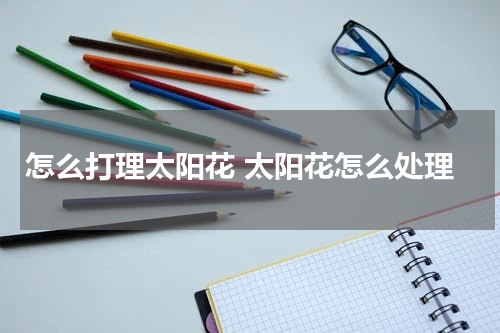 怎么打理太阳花 太阳花怎么处理