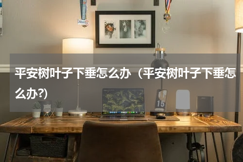 平安树叶子下垂怎么办（平安树叶子下垂怎么办?）