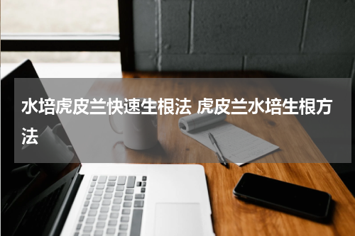 水培虎皮兰快速生根法 虎皮兰水培生根方法