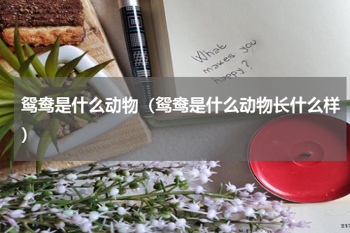 鸳鸯是什么动物（鸳鸯是什么动物长什么样）