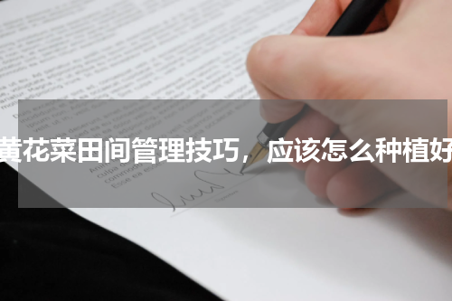 黄花菜田间管理技巧，应该怎么种植好