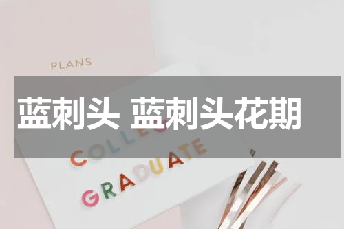 蓝刺头 蓝刺头花期
