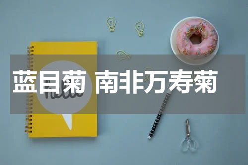 蓝目菊 南非万寿菊