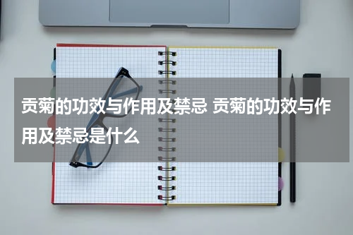 贡菊的功效与作用及禁忌 贡菊的功效与作用及禁忌是什么